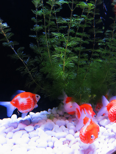 まんまるな金魚