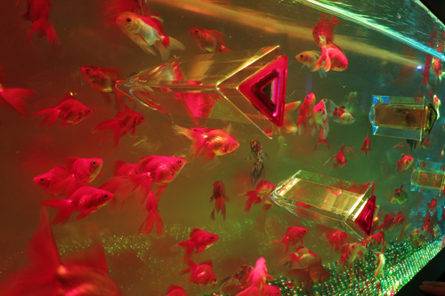 金魚水槽万華鏡