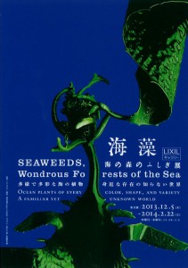 海藻 海の森のふしぎ 展