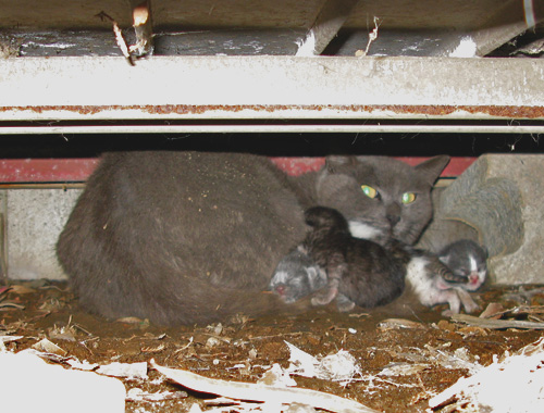 倉庫の下で出産した野良猫 倉庫の下で出産した野良猫