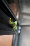 カマキリ - ISO100 F2.8 1/8 17mm カマキリ - ISO100 F2.8 1/8 17mm
